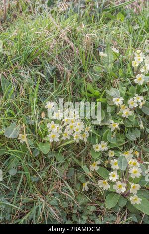 Fiori giallo zolfo di Primrose primaverile / Primula vulgaris. Primrose selvatiche, primrose selvatiche, piante medicinali nel Regno Unito, fiori stagionali Foto Stock