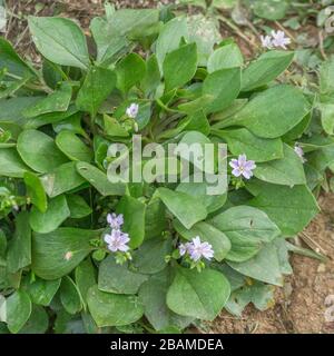 Fiori e fogliame di porslane rosa / Montia sibirica - foglie di cui sono commestibili come cibo foraggiato. Ama la terra umida. Qui su suolo di argilla umido. Foto Stock