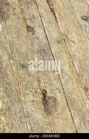 Stecche di legno intemperate di un rimorchio da cortile. Mostra segni di intemperie e invecchiamento. Legno slat texture sfondo, linee dritte concetto. Foto Stock