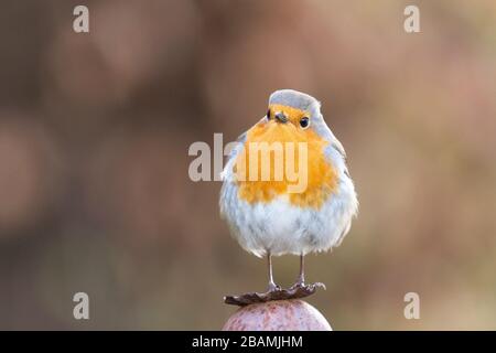 Robin - Erithacus rubecula - UK Foto Stock