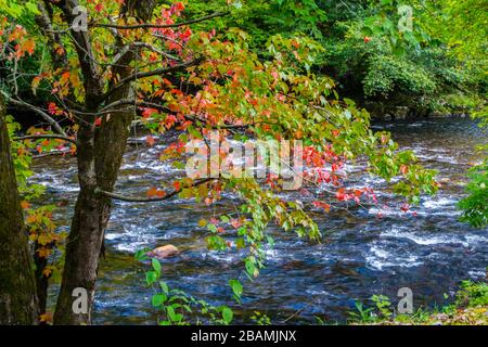 Un ruscello di montagna in autunno, Carolina del Nord USA Foto Stock