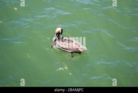 Il Pelican galleggia nell'acqua. Foto Stock