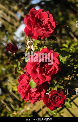 Cinque rose rosse in un giardino Foto Stock