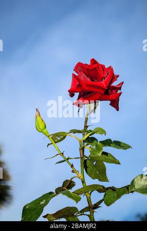 Una sola rosa rossa crescente = amore Foto Stock