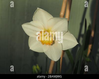 Daffodil singolo, completamente aperto, con petali di crema e tromba dorata Foto Stock