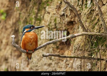 Martin pescatore maschio comune seduto su una radice in riva verticale del fiume Foto Stock