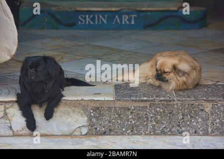 Coppia di cani pekingesi, l'Avana, Cuba Foto Stock