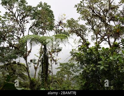 Ecuador Highlands nuvola foresta, albero felce, Mindo Regione, Bellavista Riserva Foto Stock