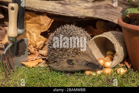 Hedgehog, (nome scientifico: Erinaceus Europaeus), selvaggio, nativo, europeo hedgehog che emerge dal letargo nella primavera iniziale di fronte a destra e foraging Foto Stock
