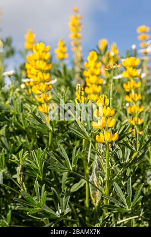 Lupino giallo, Lupinus luteus, Cruz dos Madeiros, Algarve, Portogallo Foto Stock