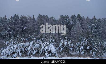 Bella foresta naturale pulita in inverno tutti gli alberi coperti di neve profonda Foto Stock