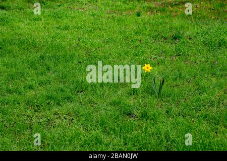 Singolo daffodil in piedi da solo circondato da erba, anche chiamato Narcissus pseudonarciso Foto Stock