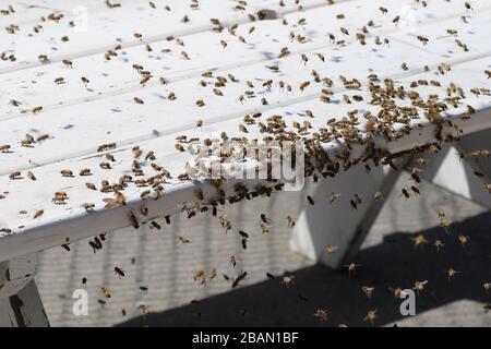 enorme popolazione di api Foto Stock