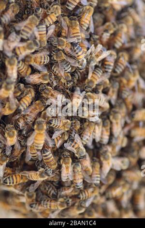 enorme popolazione di api Foto Stock
