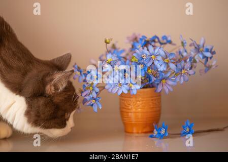 Hepatica fiori blu e gatto domestico Foto Stock
