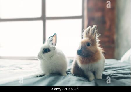 Gruppo di bellezza dolce carino coniglio di Pasqua baby in varietà di colori marrone nero e bianco nella camera sul letto Foto Stock