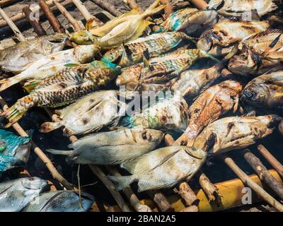 Pesce fresco alla griglia a Karimunjawa, Indonesia Foto Stock