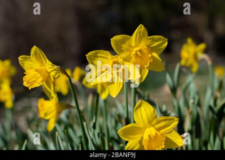 Beautiful yellow daffodils. First spring flowers Foto Stock