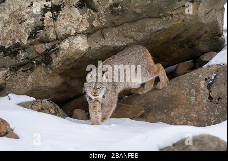 Lynx (Lynx canadensis), Inverno, Nord America, di Dominique Braud/Dembinsky Photo Assoc Foto Stock