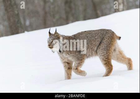 Lynx (Lynx canadensis), Inverno, Nord America, di Dominique Braud/Dembinsky Photo Assoc Foto Stock