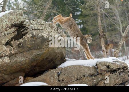 Lynx (Lynx canadensis), Inverno, Nord America, di Dominique Braud/Dembinsky Photo Assoc Foto Stock