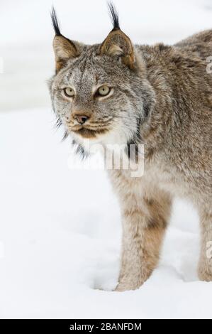 Lynx (Lynx canadensis), Inverno, Nord America, di Dominique Braud/Dembinsky Photo Assoc Foto Stock