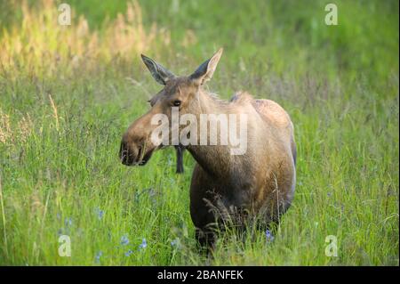 Alci di vacca (alces) pascolo, metà estate, Alaska, Stati Uniti d'America, da Dominique Braud/Dembinsky Foto Assoc Foto Stock