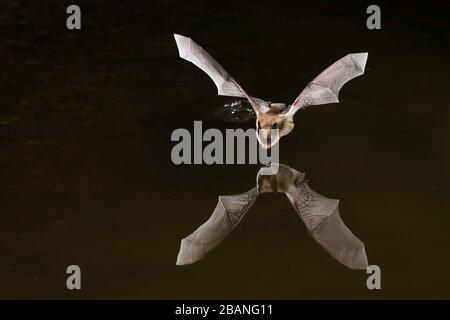 Pallid bat (Antrozous pallidus), giugno, Amado, Arizona, USA, di Dominique Braud/Dembinsky Photo Assoc Foto Stock