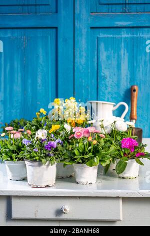 Sistemazione di fiori primaverili in stile vintage con vecchio tavolo in legno. Concetto di giardinaggio. Foto Stock