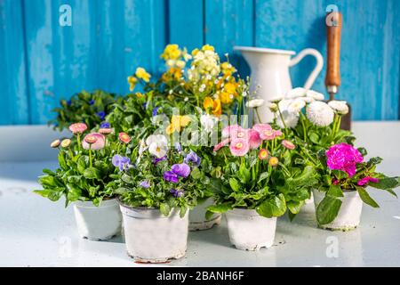 Sistemazione di fiori primaverili in stile vintage con vecchio tavolo in legno. Concetto di giardinaggio. Foto Stock