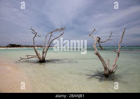 Divi Divi Tree sulla Baby Beach ad Aruba Foto Stock