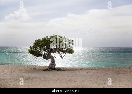 Divi Divi Tree su Eagle Beach ad Aruba Foto Stock