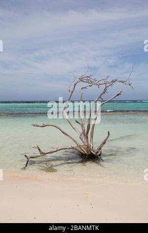 Divi Divi Tree sulla Baby Beach ad Aruba Foto Stock