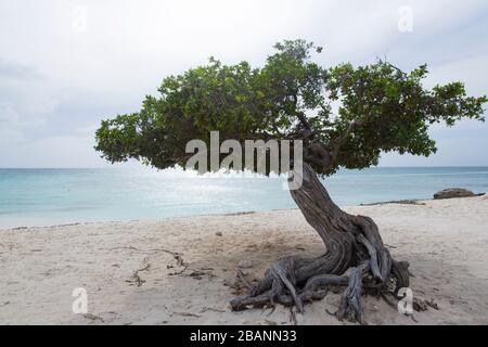 Divi Divi Tree su Eagle Beach ad Aruba Foto Stock