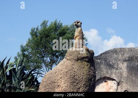 Meerkat al Temaiken bipark Foto Stock