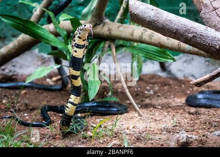 Foresta cobra (Naja melanoleuca) in Uganda rettili Village, Entebbe, Uganda Foto Stock