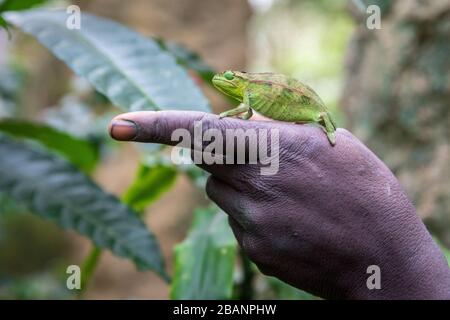 Un camaleonte a righe laterali (Trioceros bitaeniatus) perches su una mano, Uganda rettili Village, Entebbe Foto Stock