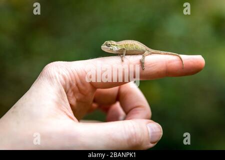 Un camaleonte pygymy perches su una mano, Uganda rettili Village, Entebbe Foto Stock