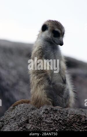 Meerkat al Temaiken bipark Foto Stock