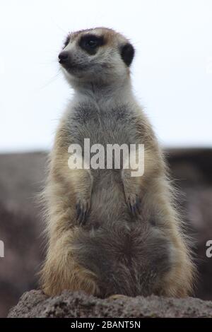 Meerkat al Temaiken bipark Foto Stock