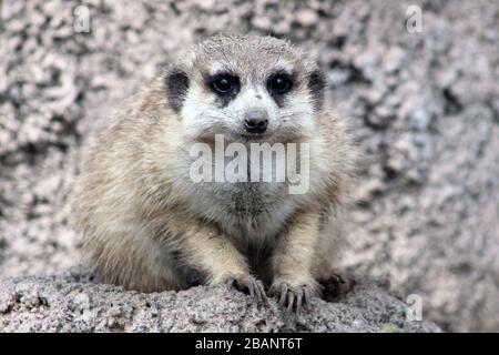 Meerkat al Temaiken bipark Foto Stock