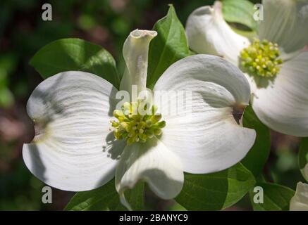 Primo piano di un albero di dogwood in fiore in primavera in luce del sole applappata. Foto Stock