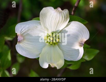 Closeup di un fiore di albero del dogwood in primavera in luce solare filtrata. Foto Stock