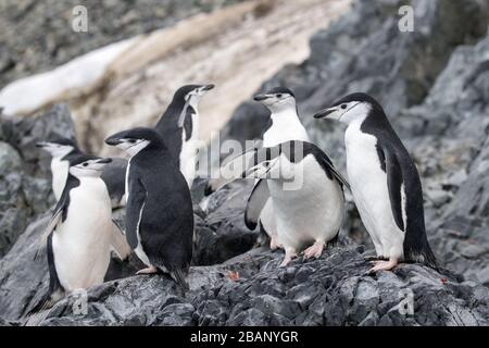 Pinguini di Pincrap poggiati su coste rocciose Foto Stock