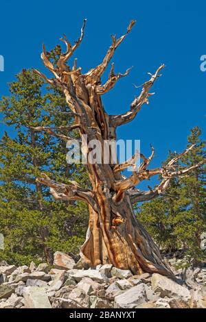 Drammatico Bristlecone Pine Tree Trunk nelle Montagne nel Parco Nazionale del Grande Bacino in Nevada Foto Stock