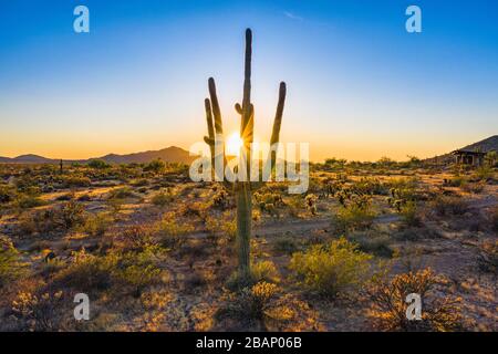 Il tramonto dietro un grande cactus nel deserto Foto Stock