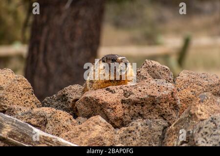 Roccia Chuck (marmotta con decorazioni gialle) che si posa su roccia lavica Foto Stock