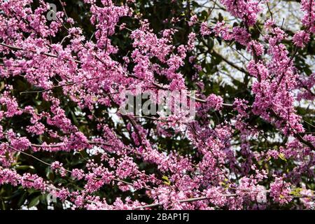 Un albero Redbud orientale in piena fioritura con numerosi fiori rosa. Foto Stock