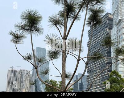 Un albero nel Parque la Mexicana a Città del Messico si trova di fronte a edifici moderni sul Paseo de los Arquitectos. Il parco fu chiuso durante il Covid-19 Foto Stock