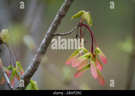 I samaras rossi e verdi si appendono da una ramata di un albero di acero rosso in primavera. Carolina del Nord. Foto Stock